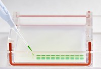 DIRECT GEL LOADING GREEN